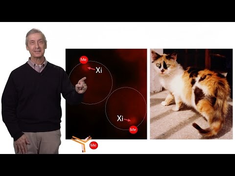 C. David Allis (Rockefeller U.) 1:  Epigenetics: Why Your DNA Isn’t Enough