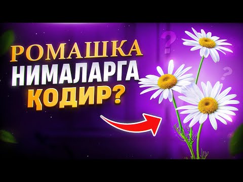 Мойчечак (ромашка) нималарга қодир? | Доктор Гулбаҳор