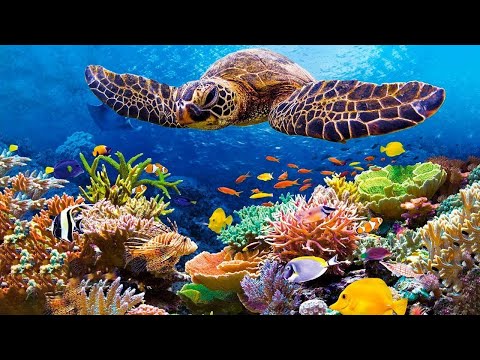 Relaxing Music Healing Stress, Anxiety and Depressive States • Heal Mind, Body and Soul