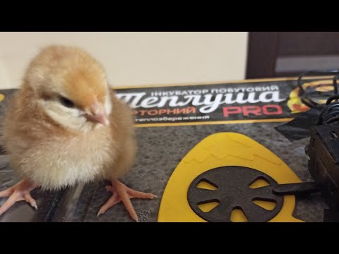 Інкубація курячих яєць від "А" до "Я" 🐣🐣🐣