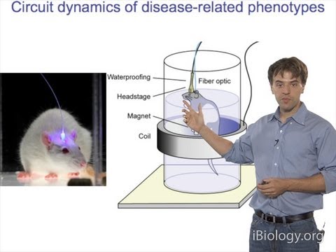 Microscopy: Optogenetics (Karl Deisseroth)
