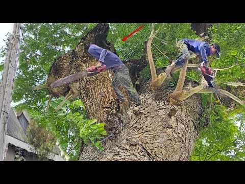 Cưa Cây Còng To Khủng, Ngay Đường Dây Điện, Gần Nhà, Cưa Kỹ Thuật, 287