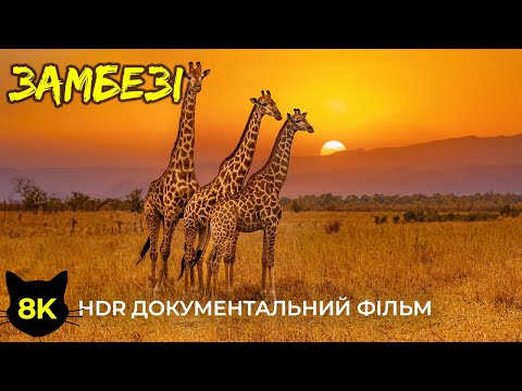 Zambezi National Park – the wild soul of Zimbabwe | Amazing nature and animals in 8K HDR