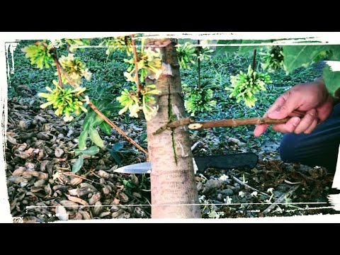 「公木瓜」聽說這樣做能把公的變母的001!我不信,所以又要試試看囉!