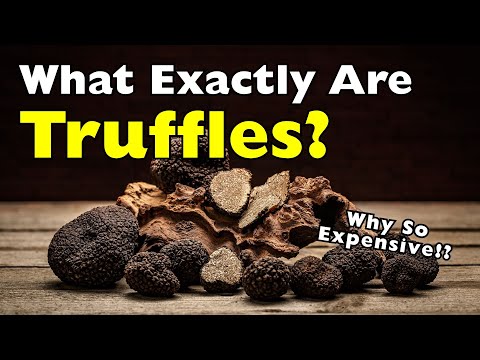 What Are Truffles and Why Are They So Expensive?