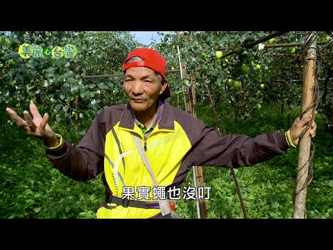 【高雄燕巢區】楊安和蜜棗園的兒時生態夢 | 有機無毒 | 252 | #美麗心台灣