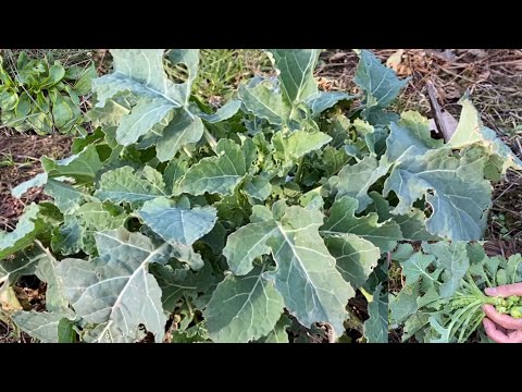 Pick the young, beautiful kale shoots. Pick the wild mustard greens that are just beginning to bl...
