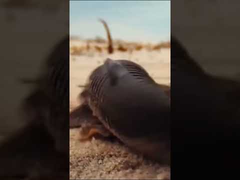 Рыба, которая ходит по суше | Панцирный сом в пустыне