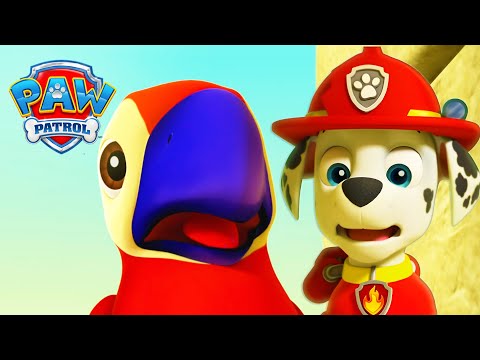 Marshall's Parrot Friend! 🦜 - PAW Patrol - Cartoons for Kids