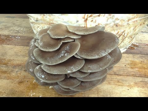 НЕВЕРОЯТНО, НО ТАК ГРИБЫ МОЖЕТ ВЫРАСТИТЬ КАЖДЫЙ!  / ВЫРАЩИВАНИЕ ГРИБОВ БЕЗ МИЦЕЛИЯ ИЗ КУСОЧКОВ НОЖЕК