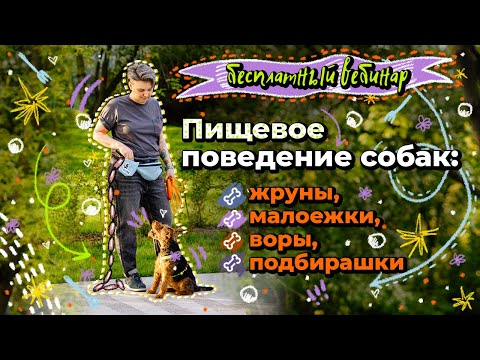 «Пищевое поведение собак». Бесплатный вебинар Насти Бобковой