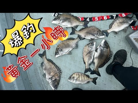 [流記釣魚#07]流記流浮山黃金一小時 黑沙開口  同流水競賽 流浮山四匹仔十五匹釣臘魚立魚 #fishing #香港釣魚 #艇釣 #釣魚 #流浮山 #hongkongfishing