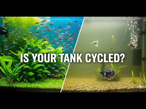How to Cycle Your Aquarium: The Secret to a Thriving Tank