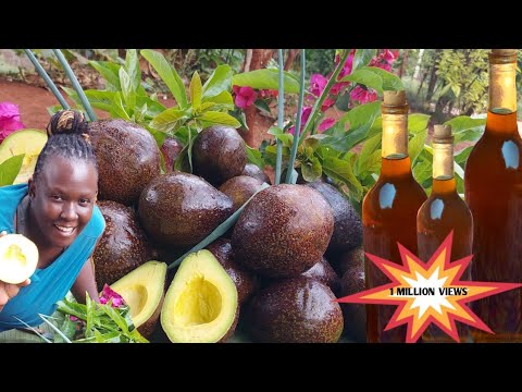 HOW TO MAKE AVOCADO OIL AT HOME. HOMEMADE AVOCADO OIL FROM SCRATCH. #avocado #oil  //Village life ug