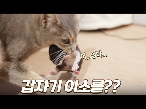 Why does a mother cat suddenly start carrying her kittens?