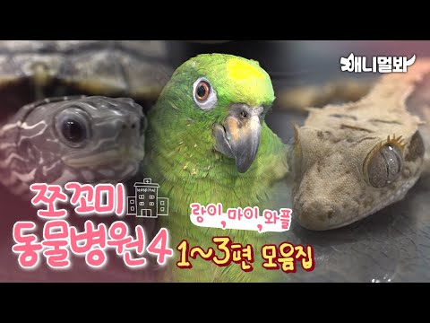 [쪼꼬미 동물병원4] 시즌레전드모음~ㅣ[Animal Hospital for Tiny Animals Season 4] Compilation of Ep 1 to 3