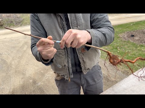 How to Graft a Fruit Tree (American plum x Alderman)