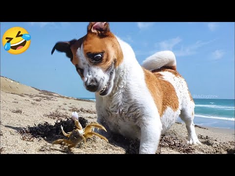 Funniest videos of CATS🐱 and DOGS🐶 Best funny videos of ANIMALS 🤣2025 #2