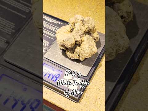 Biggest Truffle we've got 🍄‍🟫🇮🇹 #shorts #truffles #alba #food #tasty #cooking #trendingshorts