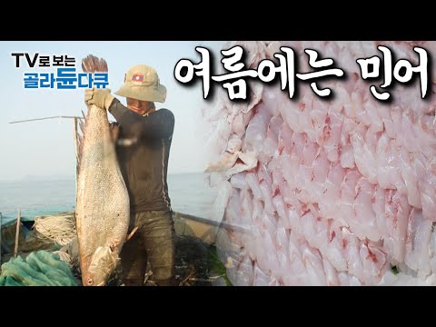 여름에 안찾으면 서운한 물고기｜버릴게 없는 ‘민어’ 전국 각지 민어 낚시부터 요리 모아보기｜한국기행｜#골라듄다큐