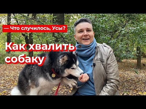 Что случилось, Усы? Как хвалить собаку