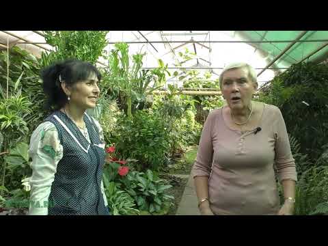 Сингониум крупнолистный (посадка черенка)