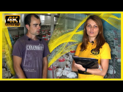 вирощування бройлерів від А до Я! | бізнес НА БРОЙЛЕРАХ | успішний досвід |  DVOREK