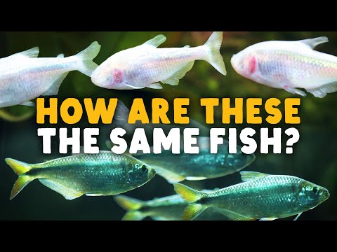 Why Cave Fish Keep Losing Their Eyes