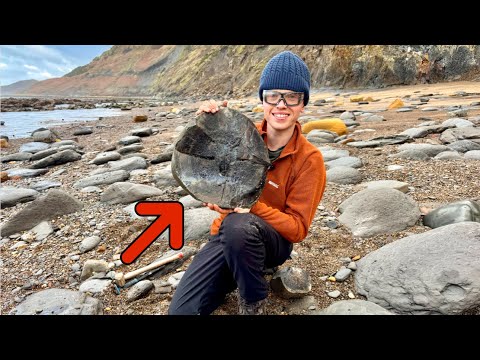 We Found a SUPER RARE Cuttlefish Fossil Washed Out by the Storm!