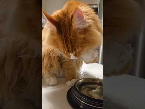 How to drink properly #mainecoon #cat