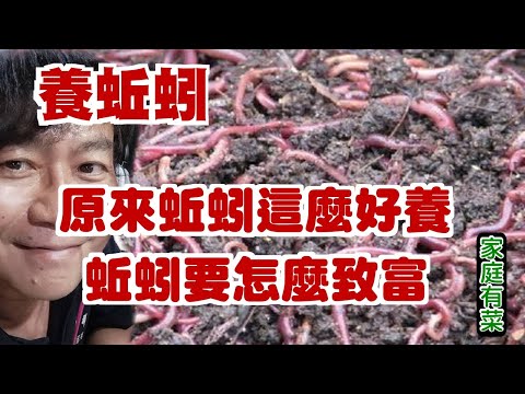 【家庭有菜】養殖蚯蚓的幾個訣竅原來很多人不知道