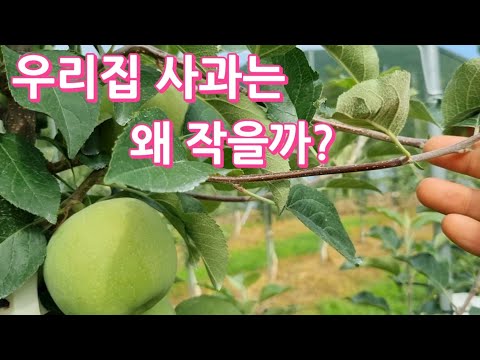 사과 비대 시키는 방법/굵기를 결정하는 5가지 요인