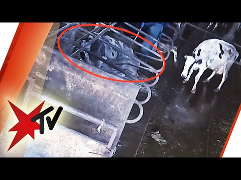 Milchviehbetrieb in Demker: Skandalöse Zustände | stern TV
