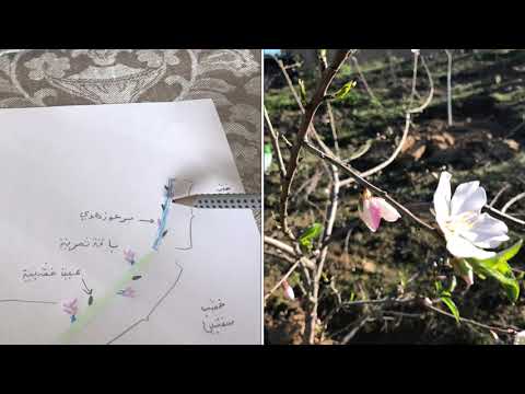 تقليم شجرة اللوز بالتفصيل