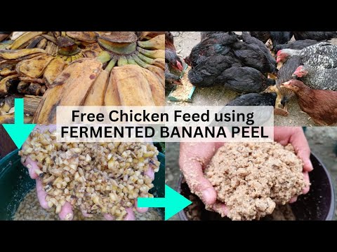 BANANA PEEL chicken feeds Learn how to FERMENT! Balat ng saging