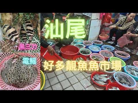 汕尾榮泰市場,海鮮加工,好多活魚,又多品種,名貴魚種又平又靚,黑三刀/紅斑/老鼠斑~fishcutting香港海鮮~社長遊街市Seafood