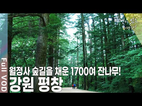 높고 푸른 대관령의 삼양 목장, 평균 수령 80년이 넘는 전나무가 빼곡한 월정사 숲길 등 메밀꽃 향기에 담은 가을 강원 평창 [풍경이 있는 여행 KBS 20101008 방송]