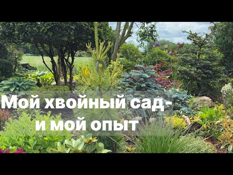 Хвойный сад 🌳 с нюансами: красота, сердце под хвоей и мой опыт 🌳