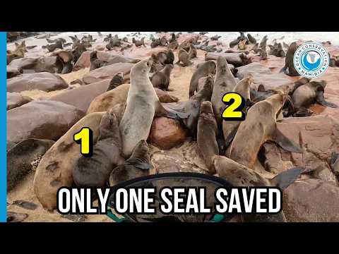 Chaotic Seal Rescue Among Thousands on the Rocks