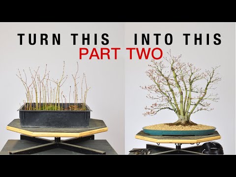 Turn Japanese Maple Seedlings into a Clump Style Bonsai, Part 2 | Bonsai-U