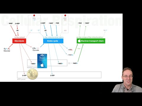 Balanced cellular respiration