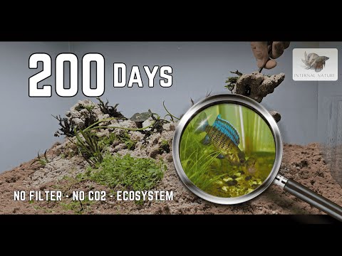 No Filter, No Co2 Ecosystem (200 Days) 4K