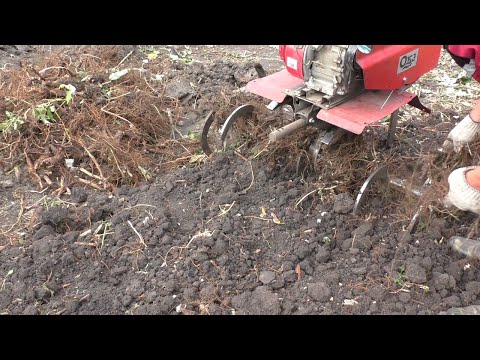 Cuttlefish cutters, new tests in 2025.