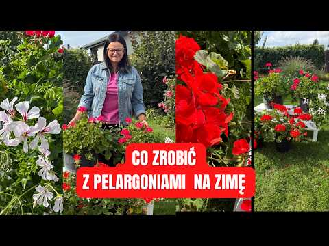 CO ZROBIĆ Z PELARGONIAMI NA ZIMĘ? | Kasia in