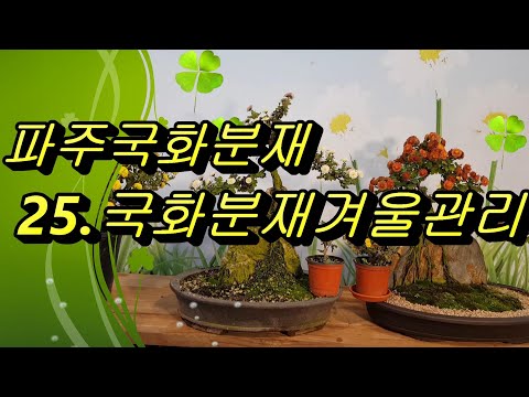 파주국화분재.국화분재겨울관리.국화겨울나기  010)4114-1554