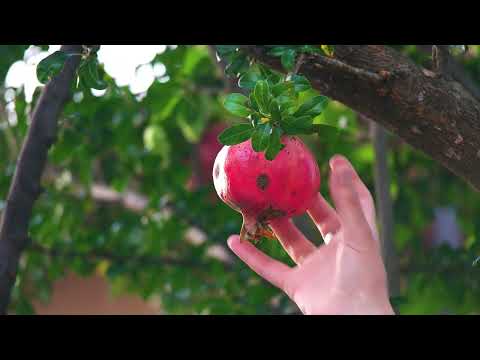 How To Prune A Pomegranate Tree