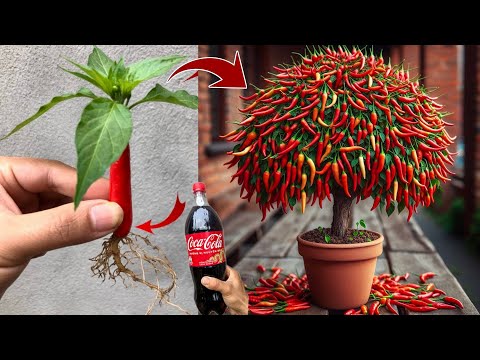New technique for growing chili plants from fruit using bananas and eggs get fruits quickly