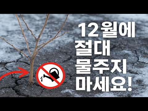 겨울에 물을 준다고요? 10명 중 9명이 이 방법으로 식물을 죽입니다!