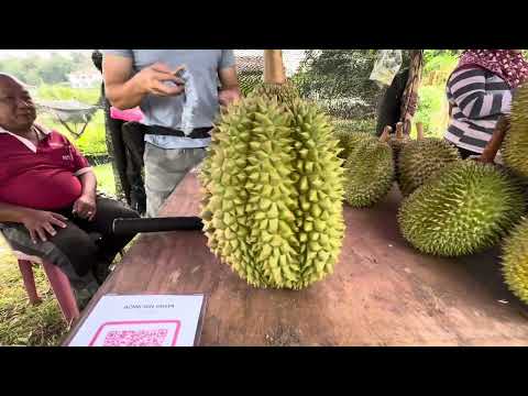 超过200种古古怪怪的大自然野生榴莲，比较可以入围的都拿出来卖！