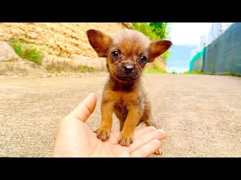 Unbelievable! The moment I reached out my hand, the little dog’s 🐶 next reaction was so amazing! 😳❤️
